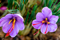 Crocus Sativus Saffron Bulbs (Autumn F 